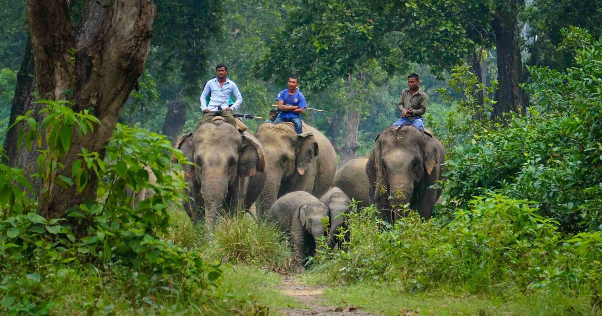 Chitwan National park
