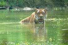 Chitwan national park - View 1
